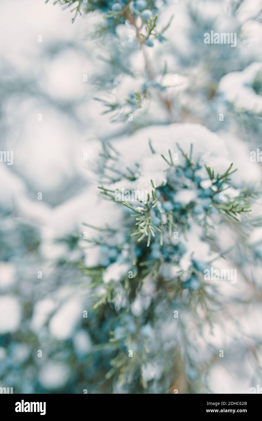 Pine branches and berries in snow. Blue juniper berries. The coniferous bush is covered with frost. Christmas tree in winter weather. Concept of New Year. Stock Photo