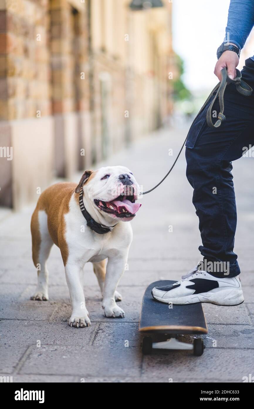 Low section of woman standing with bulldog on skateboard at sidewalk Stock Photo
