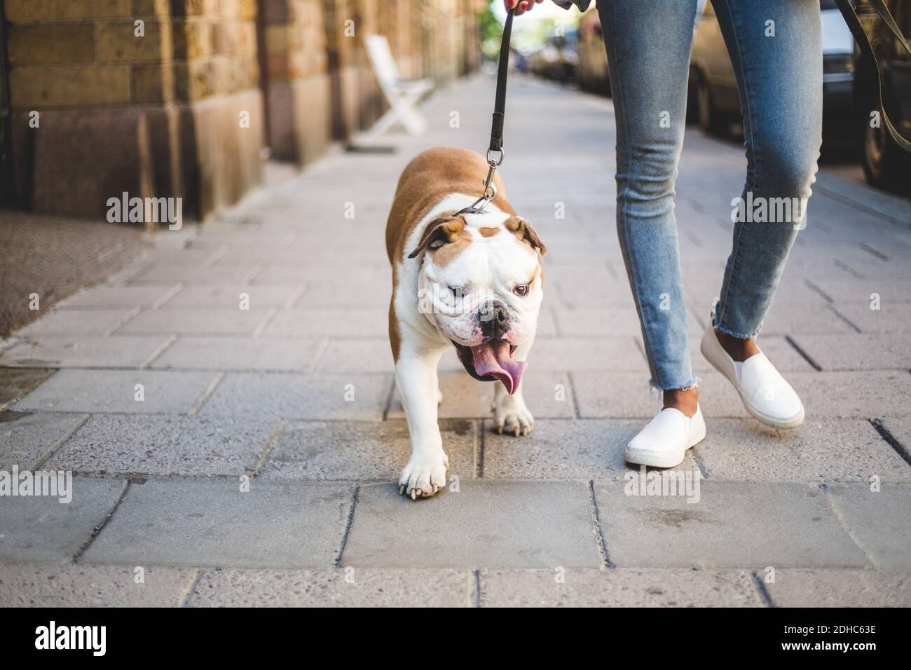 Low section of woman walking with English bulldog on sidewalk Stock Photo