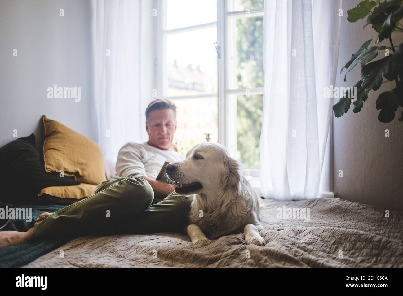 Dog resting on bed while senior man reading book against window at home Stock Photo