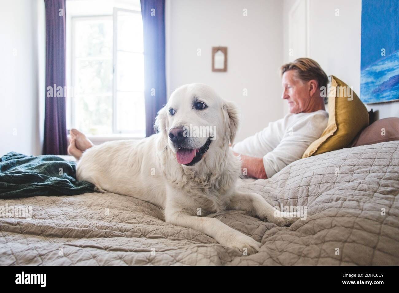 Dog looking away while relaxing with senior pet owner on bed at home Stock Photo