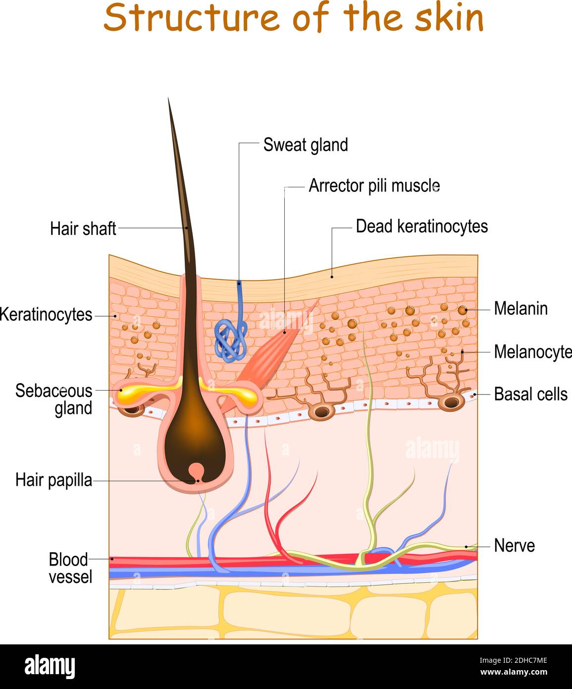 Skin layers with hair follicle, sweat gland and sebaceous gland. Cell structure of the Human skin. vector illustration Stock Vector