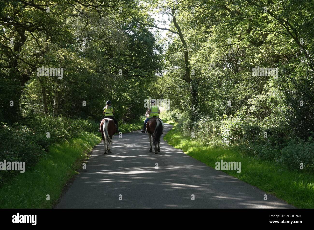 Two young women riding their horses on a quiet country lane in the UK ...