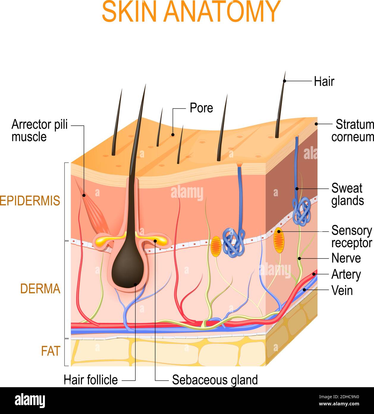 Skin anatomy. Layers: epidermis (with hair follicle, sweat and sebaceous glands), derma and fat (hypodermis). Vector diagram Stock Vector