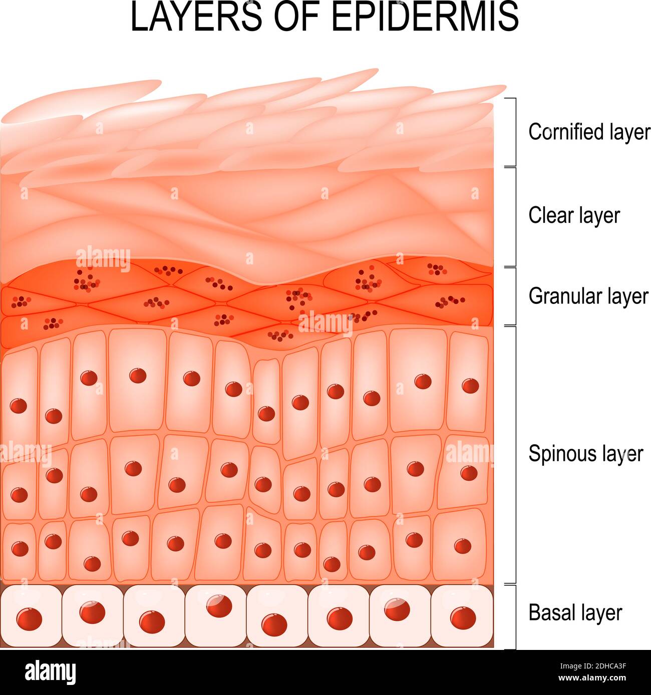 Structure of epidermis : cornified (stratum corneum), clear or translucent layer (lucidum), granular (stratum granulosum), spinous (spinosum) Stock Vector