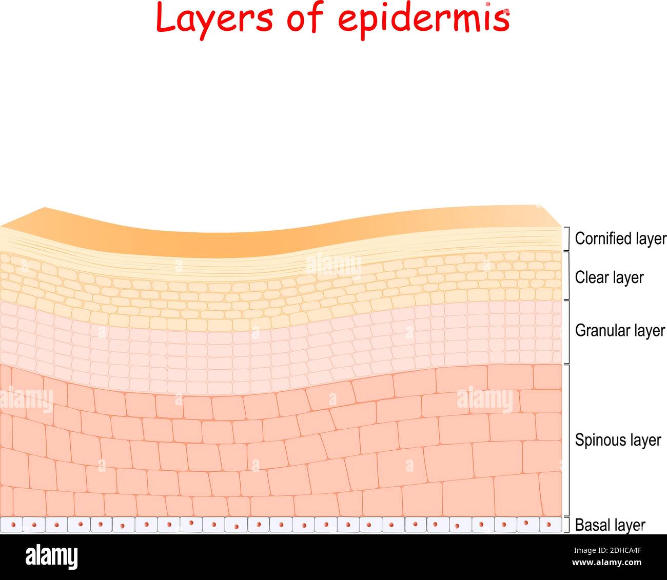 epidermis. Cell structure of layers: stratum corneum, lucidum, stratum granulosum, spinosum, and germinativum. Vector illustration Stock Vector