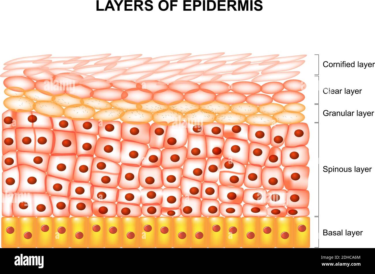 Layers of epidermis : cornified, clear, granular, spinous and basal layer. Illustration showing a section of epidermis with epidermal layers labeled. Stock Vector