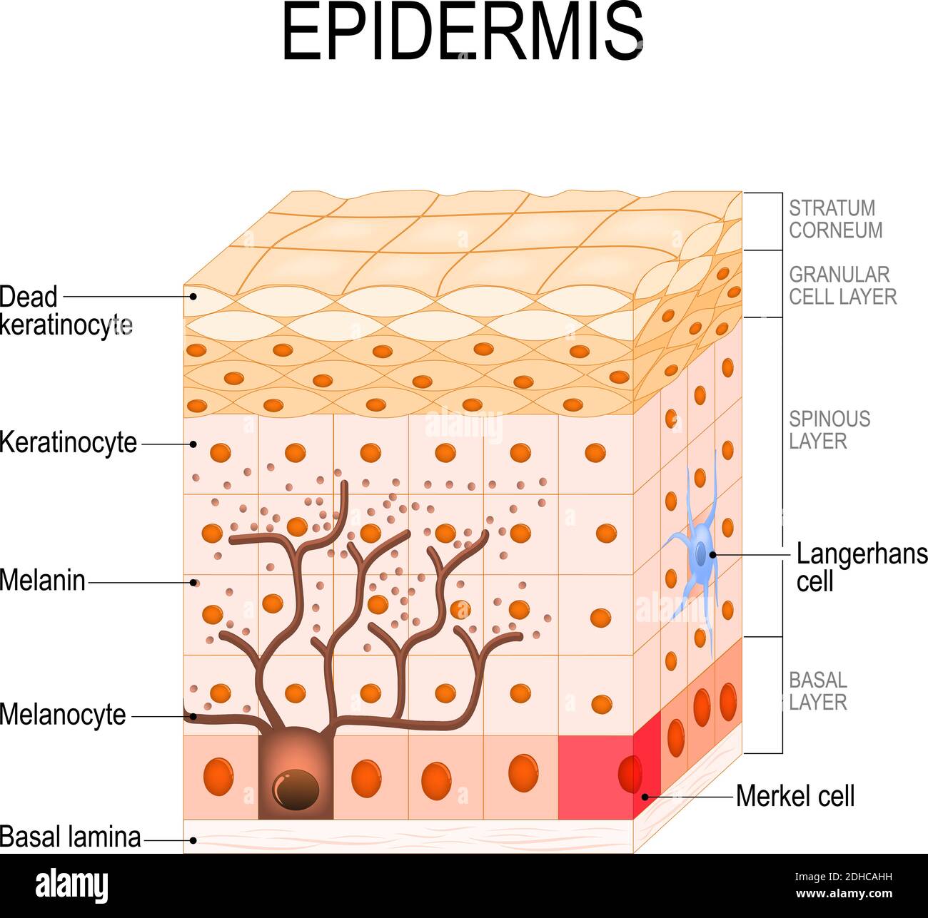 epidermis structure. Cell, and layers of a human skin. vector illustration for medical, educational, biologycal and science use. Skin care Stock Vector