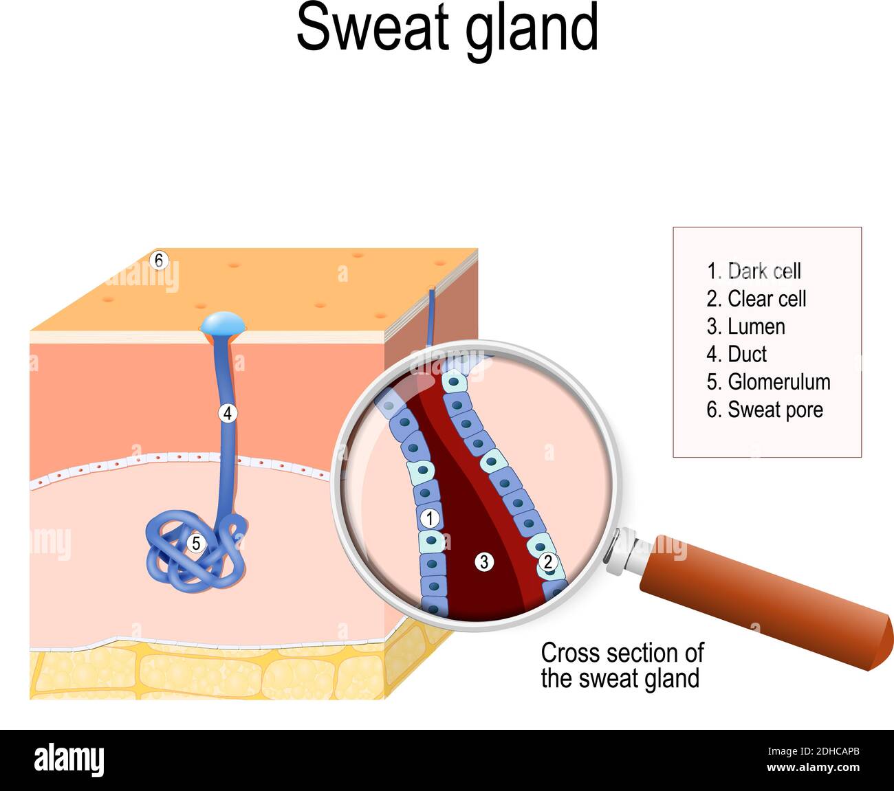 Sebaceous gland hires stock photography and images Alamy