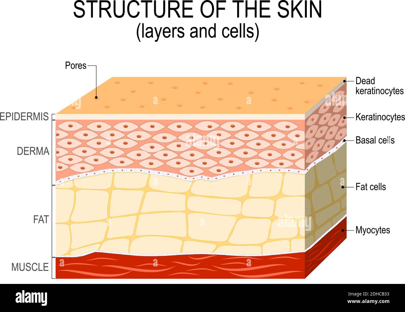 Structure of the human skin. Layers and cells Stock Vector