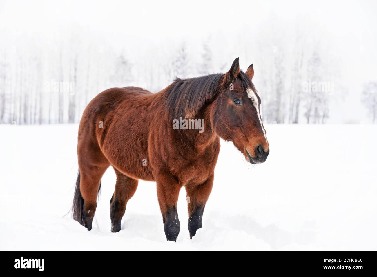 Dark brown horse walks on snow covered meadow, blurred trees in background Stock Photo