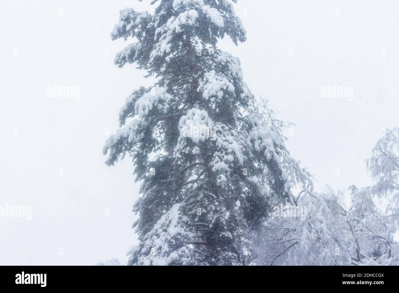 Heavy snow covering pine tree hi-res stock photography and images - Alamy