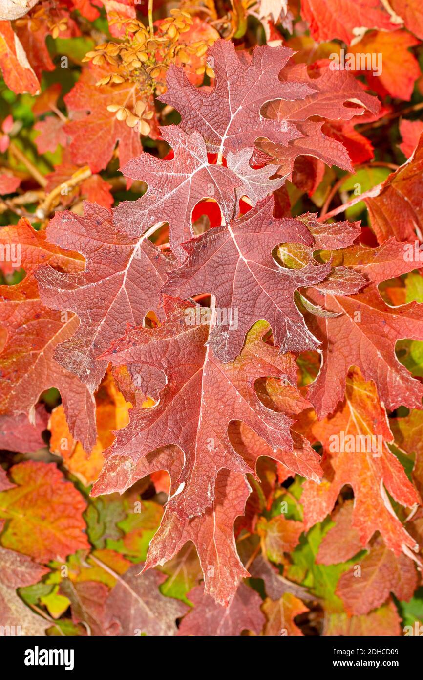 Dazzling autumnal leaf colour in Surrey, England, United Kingdom, Europe Stock Photo