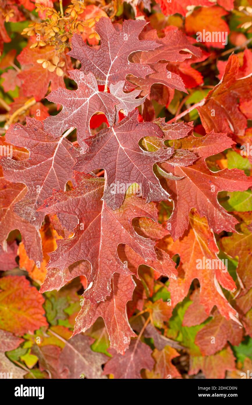 Dazzling autumnal leaf colour in Surrey, England, United Kingdom, Europe Stock Photo