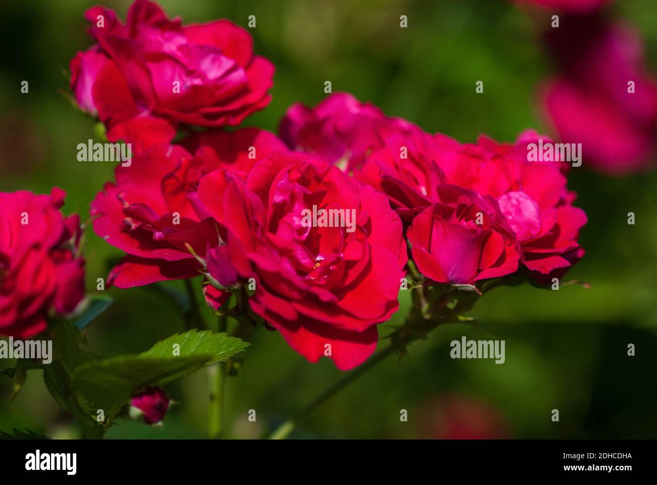 crimson red bushy roses in bloom, rose garden on sunny day Stock Photo