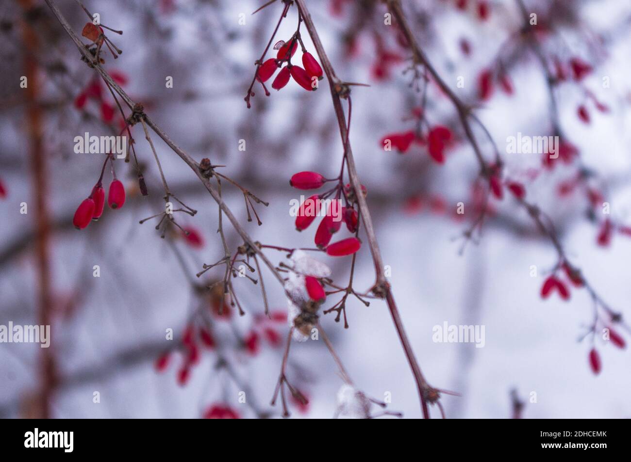 Covered with snow, clusters of red berries of a Cotoneaster horizontalis Decne, winter background Stock Photo