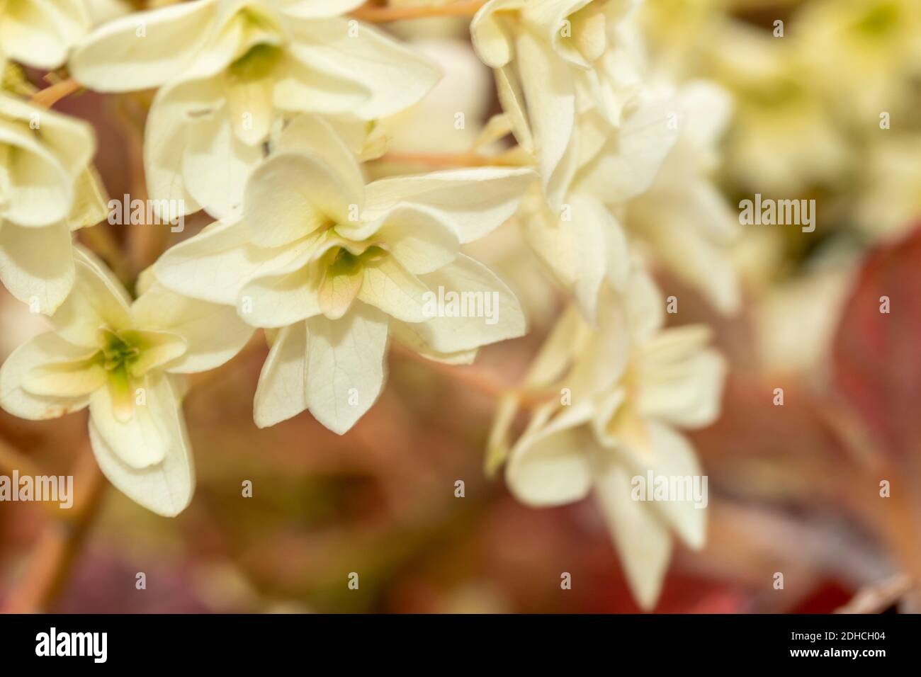 Hydrangea Quercifolia ‘Snowflake’, close up flower representation Stock Photo