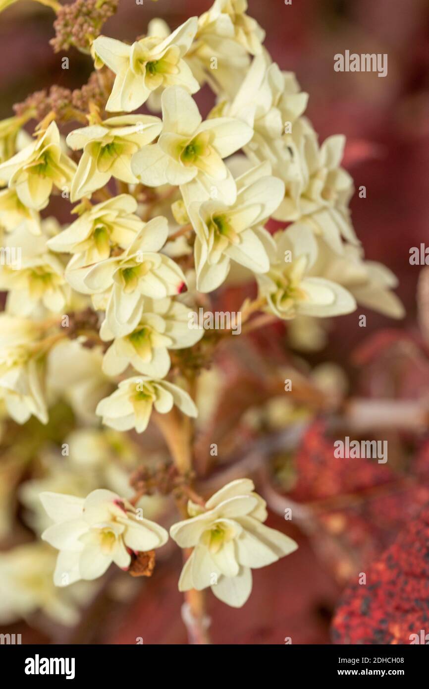 Hydrangea Quercifolia ‘Snowflake’, close up flower representation Stock Photo