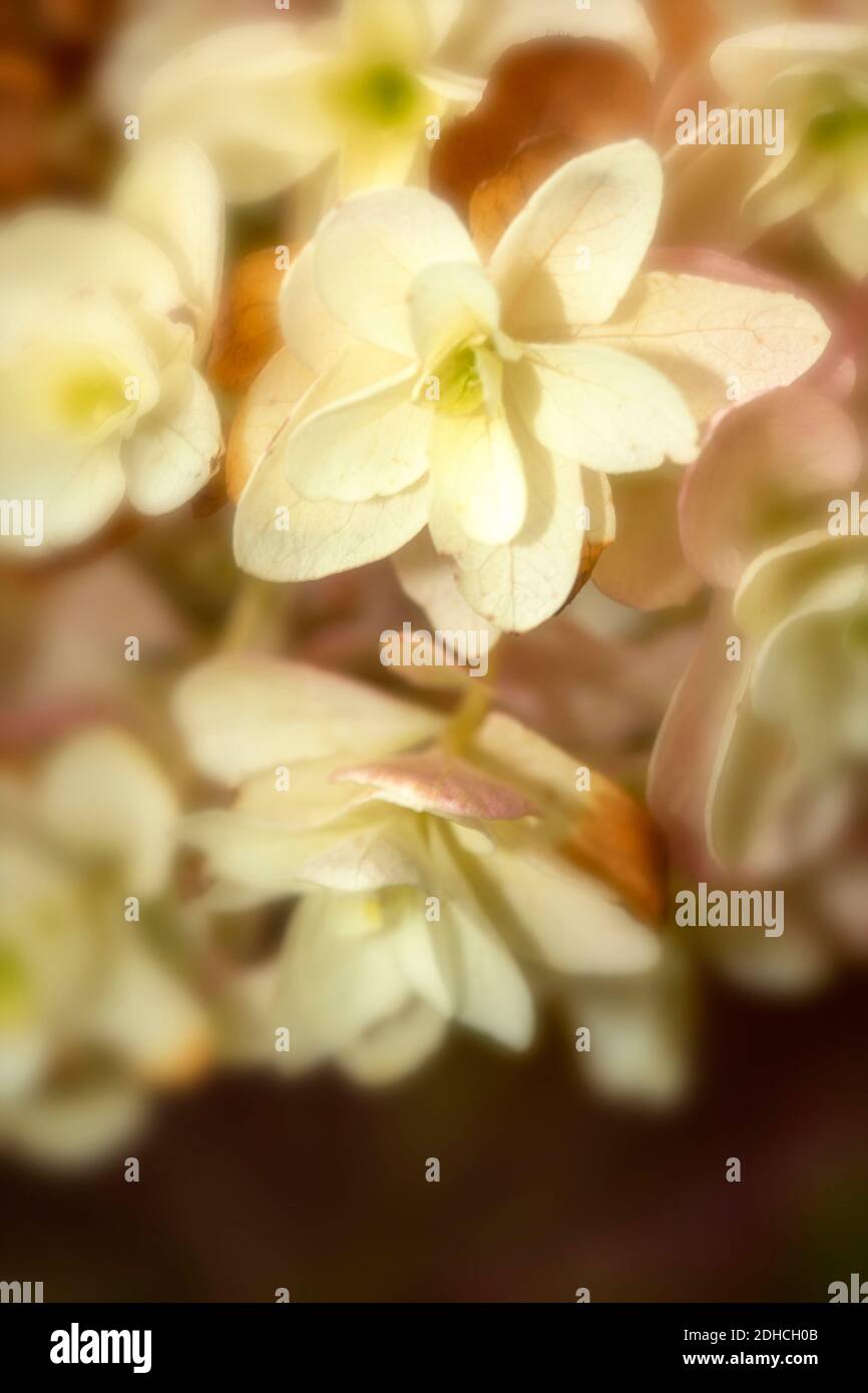 Hydrangea Quercifolia ‘Snowflake’, close up flower representation Stock Photo