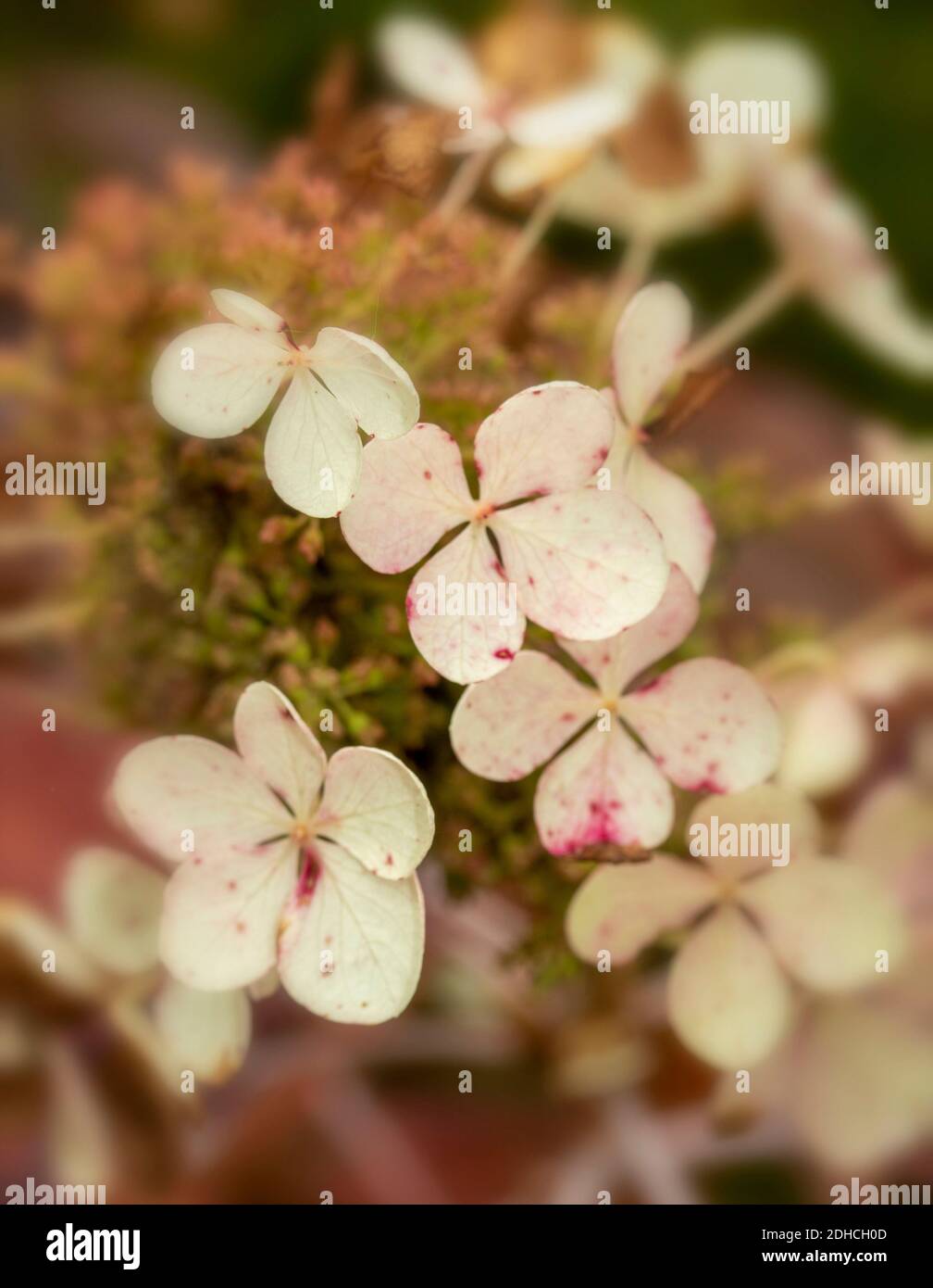 Hydrangea Quercifolia ‘Snowflake’, close up flower representation Stock Photo