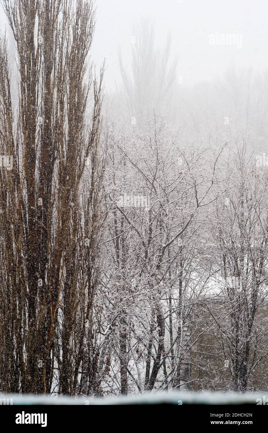 Winter urban landscape - snow covered trees on foggy background Stock ...