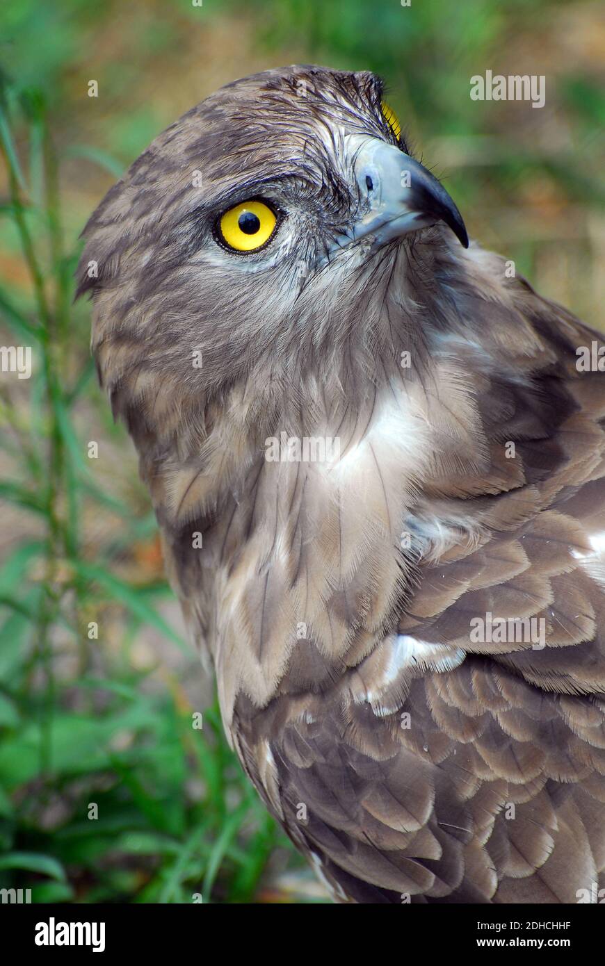 Short-toed snake eagle, short-toed eagle, Schlangenadler, Circaetus ...