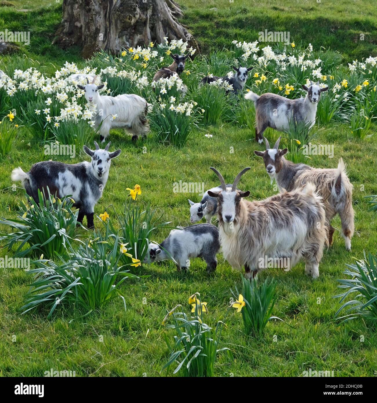 The goats that stare at men, Bridgend Road, Ballycarry, County Antrim. Stock Photo