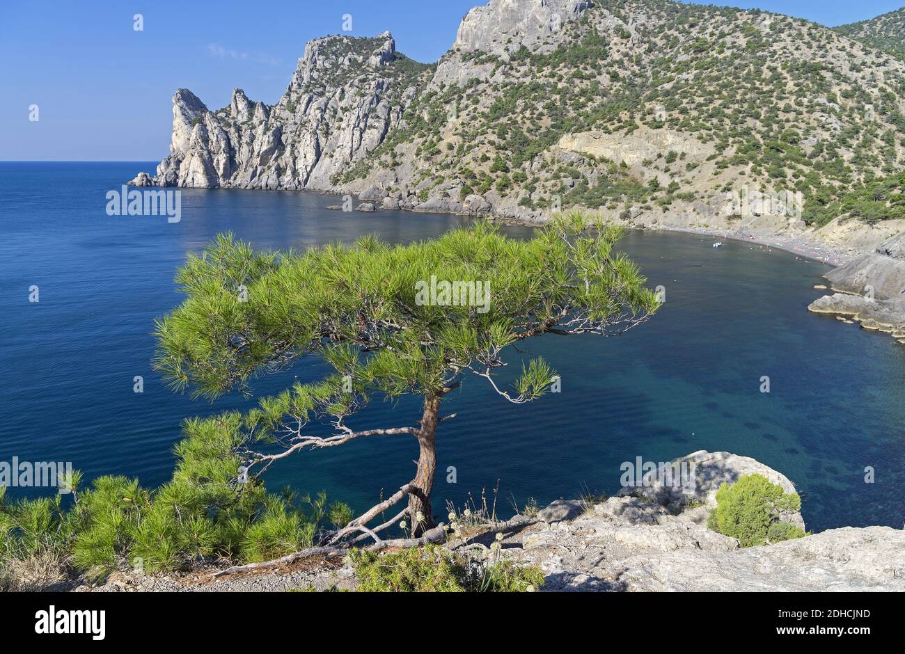 Small pine on the cliff above the sea Stock Photo - Alamy