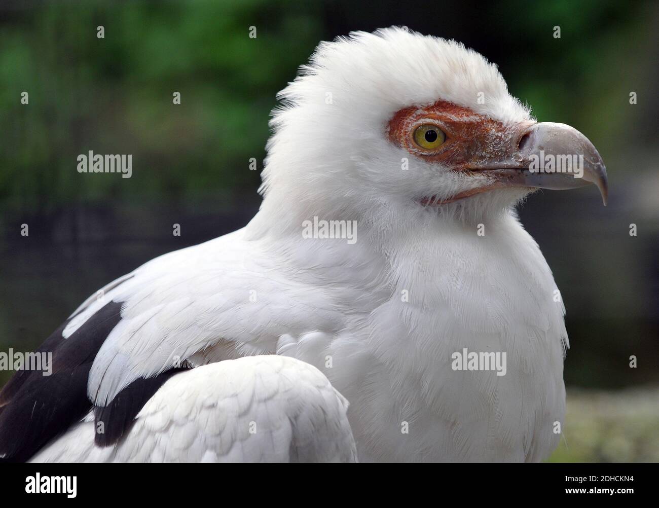 Palm-nut vulture, vulturine fish eagle, Palmgeier, Gypohierax angolensis, pálmakeselyű Stock Photo