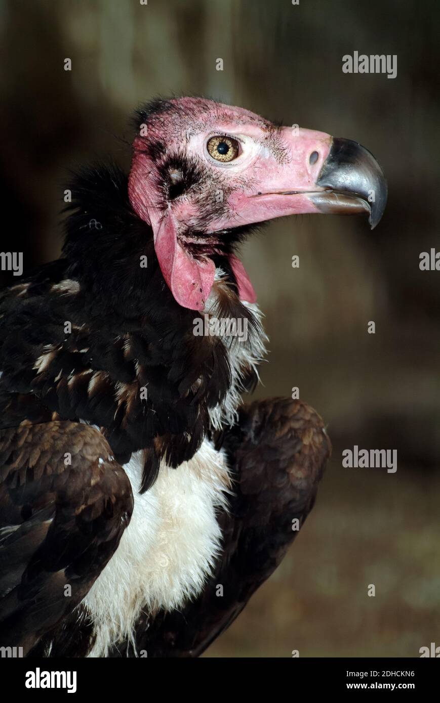 Red-headed vulture, Asian king vulture, Indian black vulture, Kahlkopfgeier, Sarcogyps calvus, pirosfejű keselyű, Critically Endangered Stock Photo