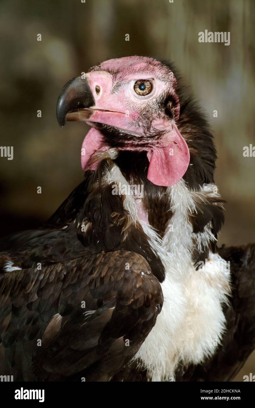 Red-headed vulture, Asian king vulture, Indian black vulture, Kahlkopfgeier, Sarcogyps calvus, pirosfejű keselyű, Critically Endangered Stock Photo
