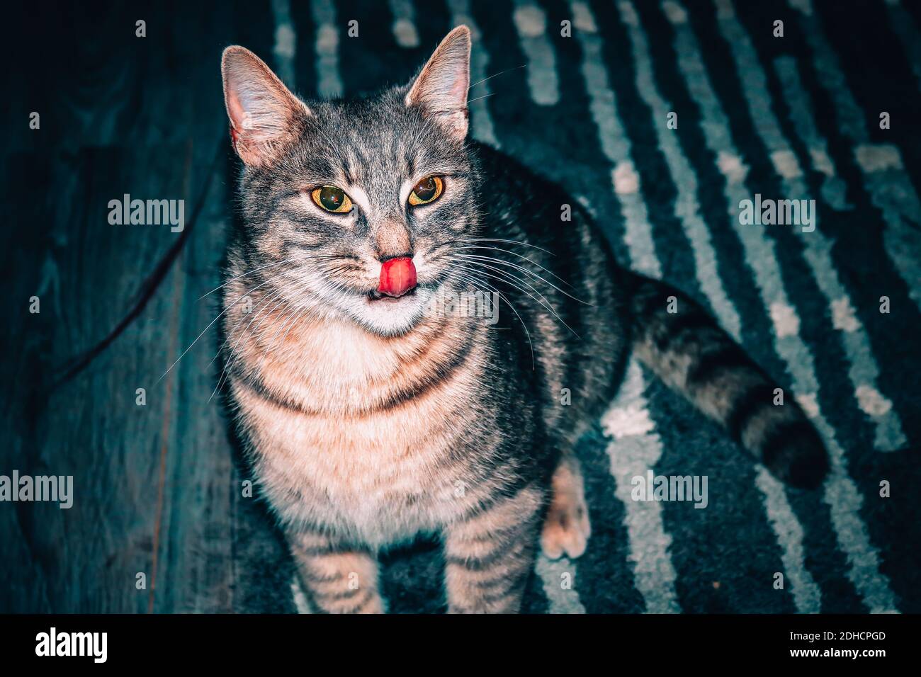 A gray cat with a tongue out Stock Photo