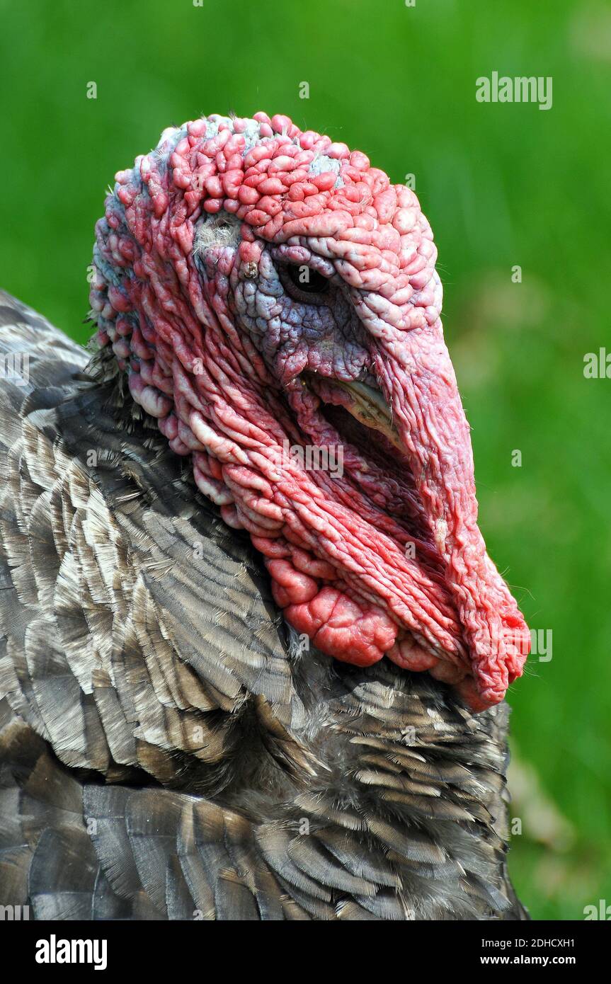 Domestic turkey, Pute, Haustruthuhn, Meleagris gallopavo domesticus, pulyka  Stock Photo - Alamy