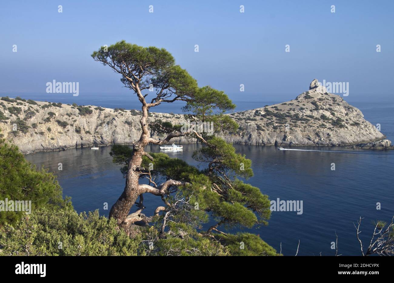 Pine over the sea. Stock Photo