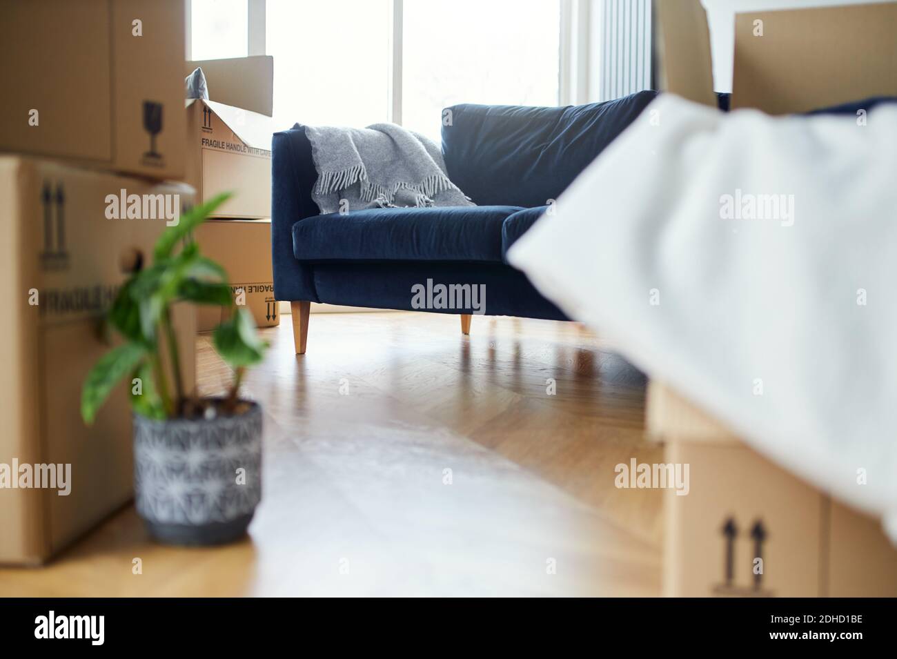Close up of stacked removal boxes and house plants in lounge ready for moving in or moving out of home Stock Photo