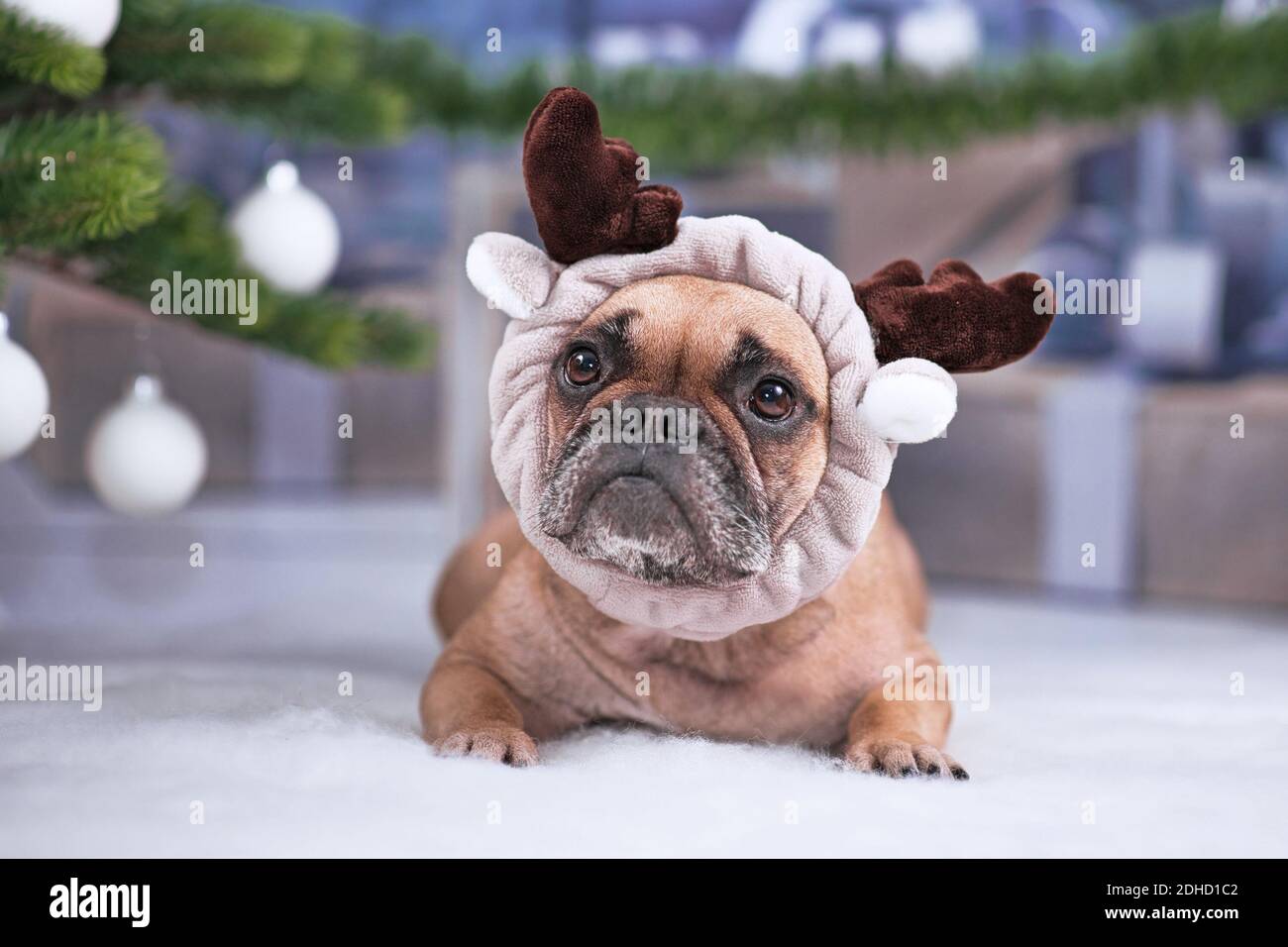 Cute French Bulldog dog wearing reindeer antler headband lying down on white blanket in fornt of Christmas tree with gifts in blurry background Stock Photo