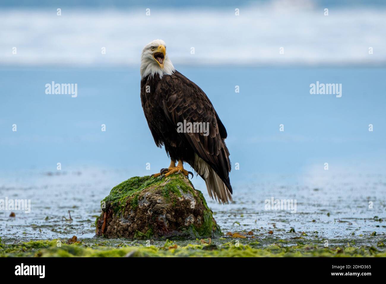 Bald eagle call Stock Photo - Alamy