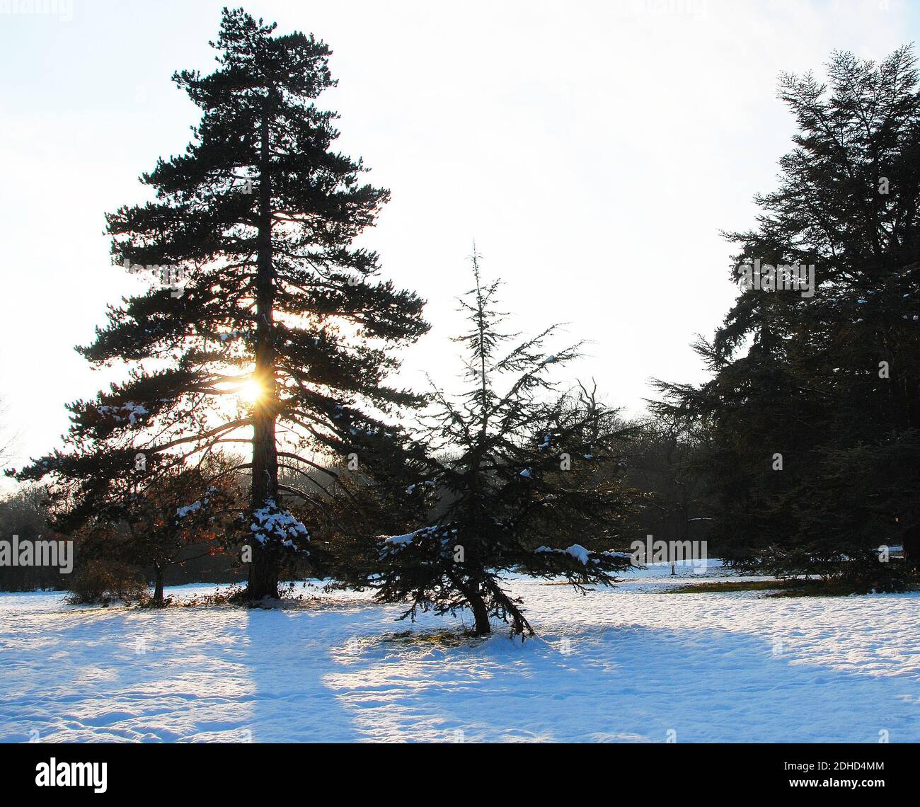 Stately mature pine,  Pinus nigra?, on the approach drive to Belvoir Castle Stock Photo