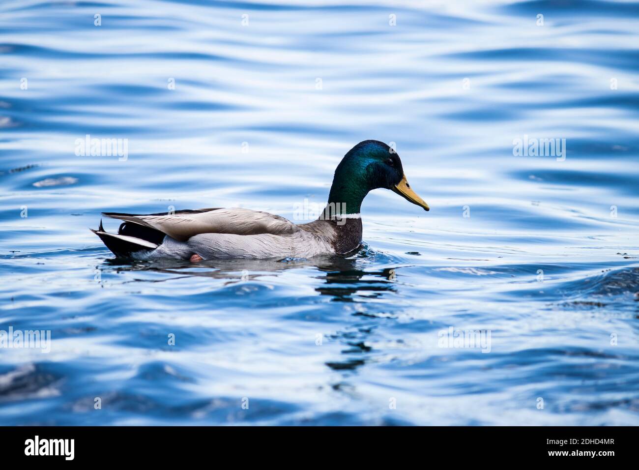 Duck Swimming in blue water Stock Photo - Alamy