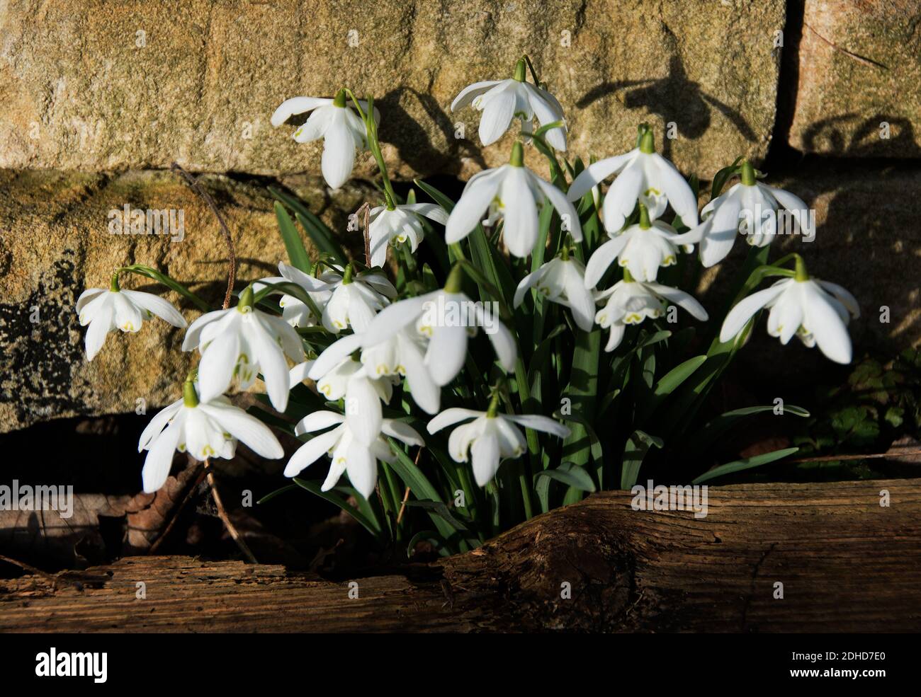 Galanthus 'Flore Pleno' Stock Photo