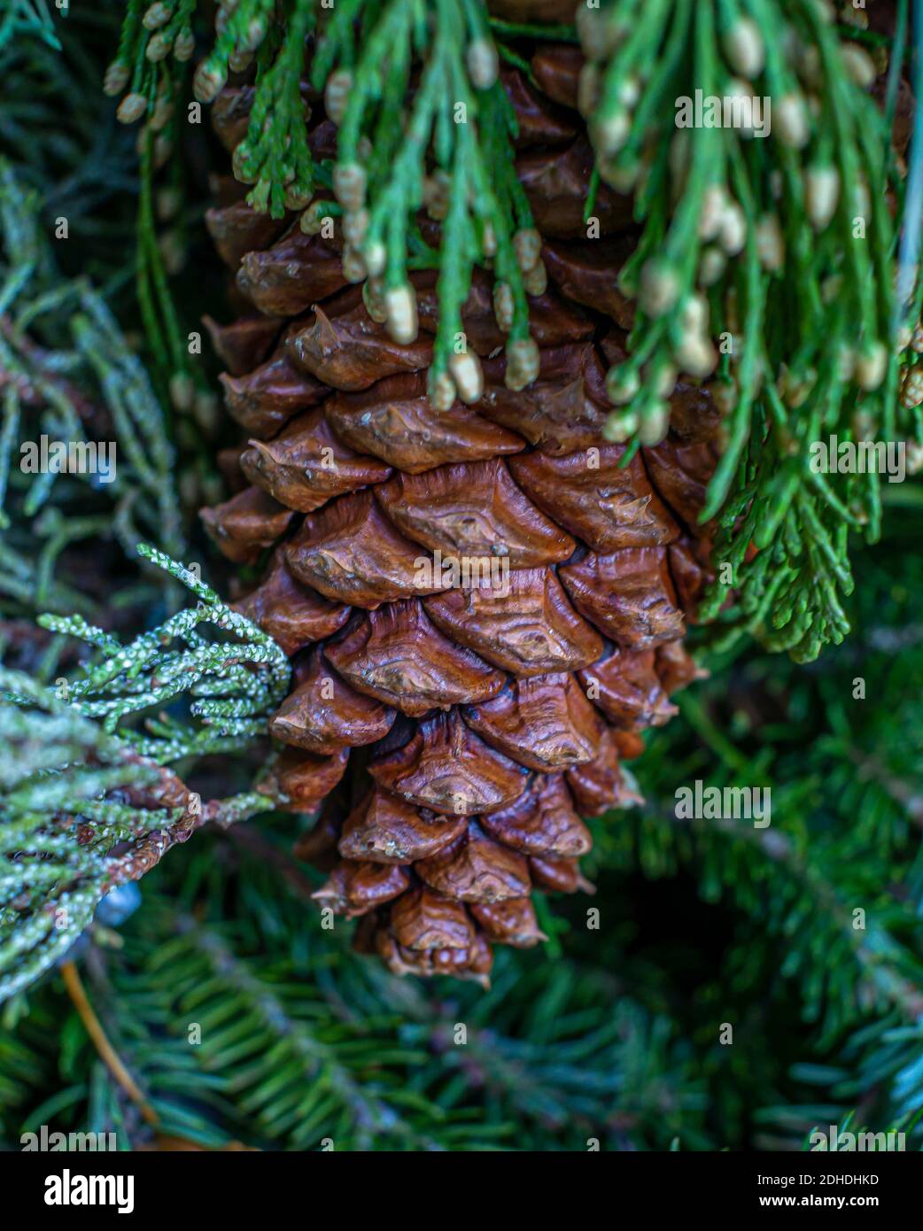 Cone,strobilus,is an organ on plants in the division Pinophyta ,conifers Stock Photo