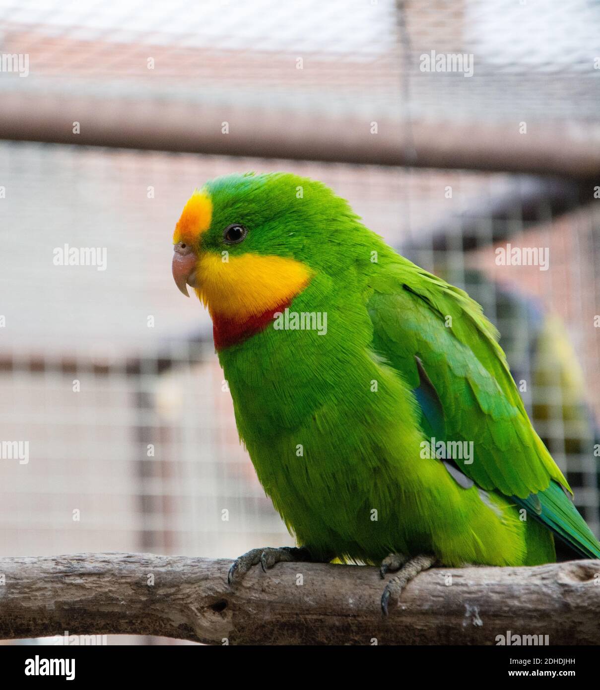 Port Lincoln Parrot - Australian Ringneck Stock Photo