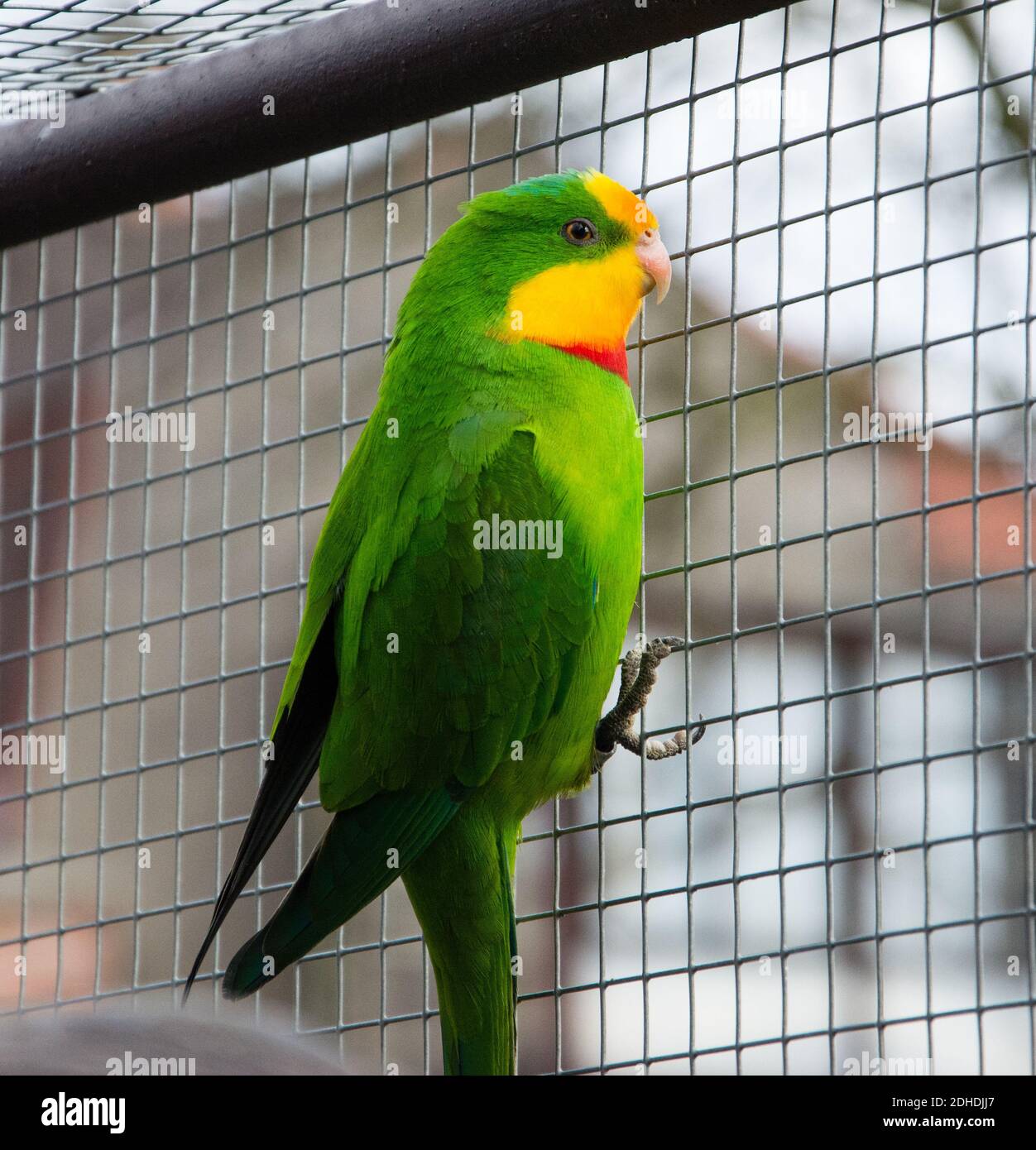 Port Lincoln Parrot - Australian Ringneck Stock Photo