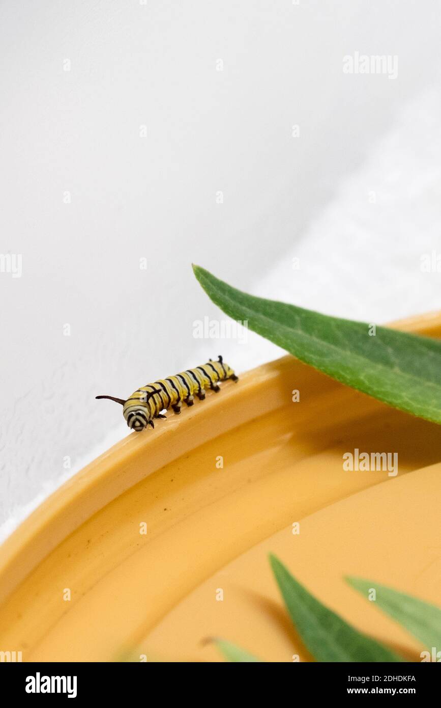 A small Monarch caterpillar ,Danaus plexippus, in Instar 2, crawls along the edge of a plastic dish. USA Stock Photo