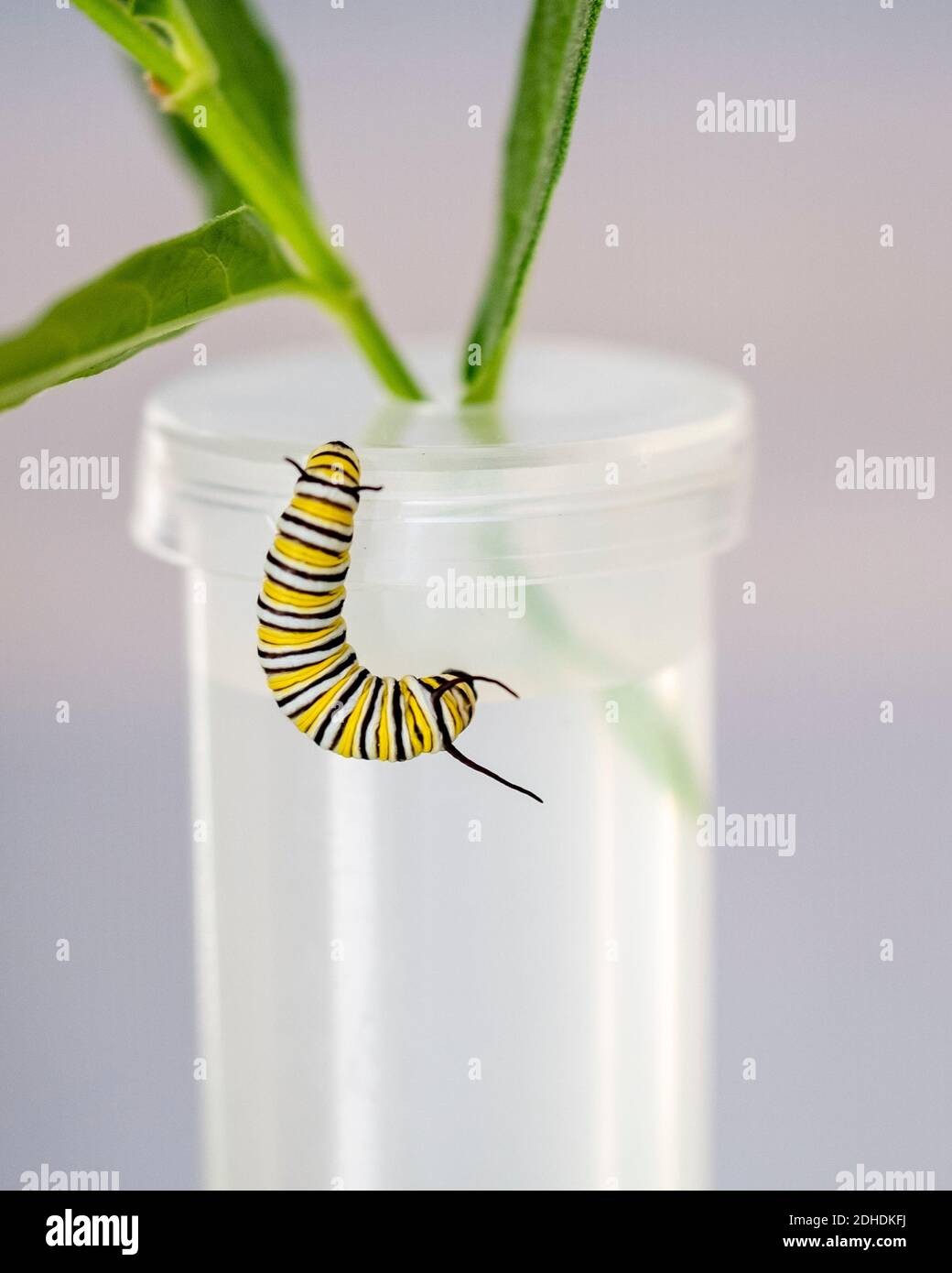 Monarch caterpillar, Danaus plexippus,  hanging from a water tube supporting milkweed. Stock Photo