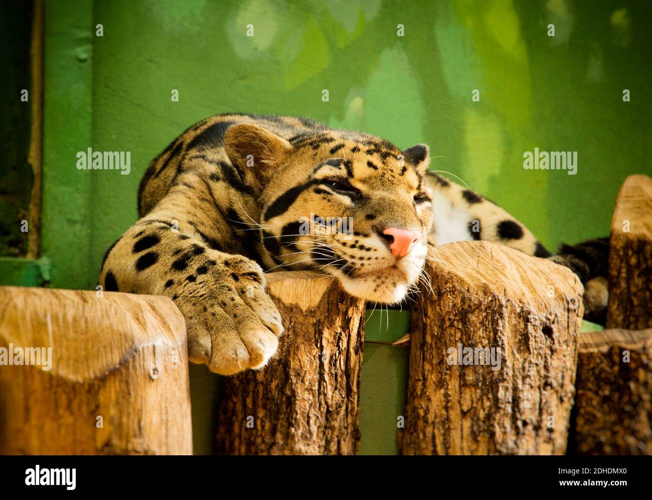 Leopard resting in Zoo Stock Photo