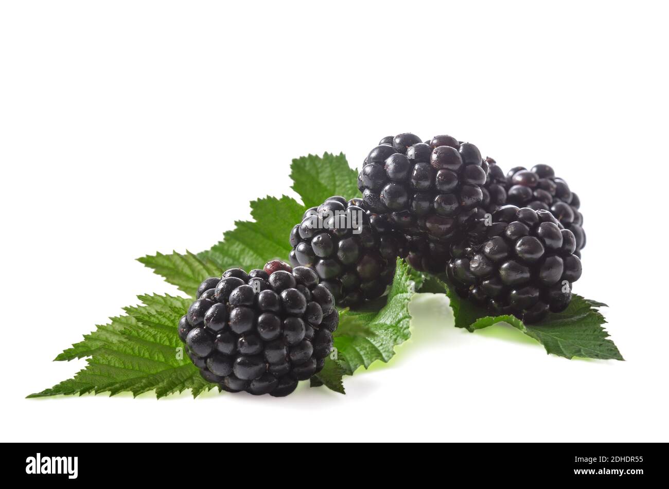 Blackberries with leaves Stock Photo Alamy