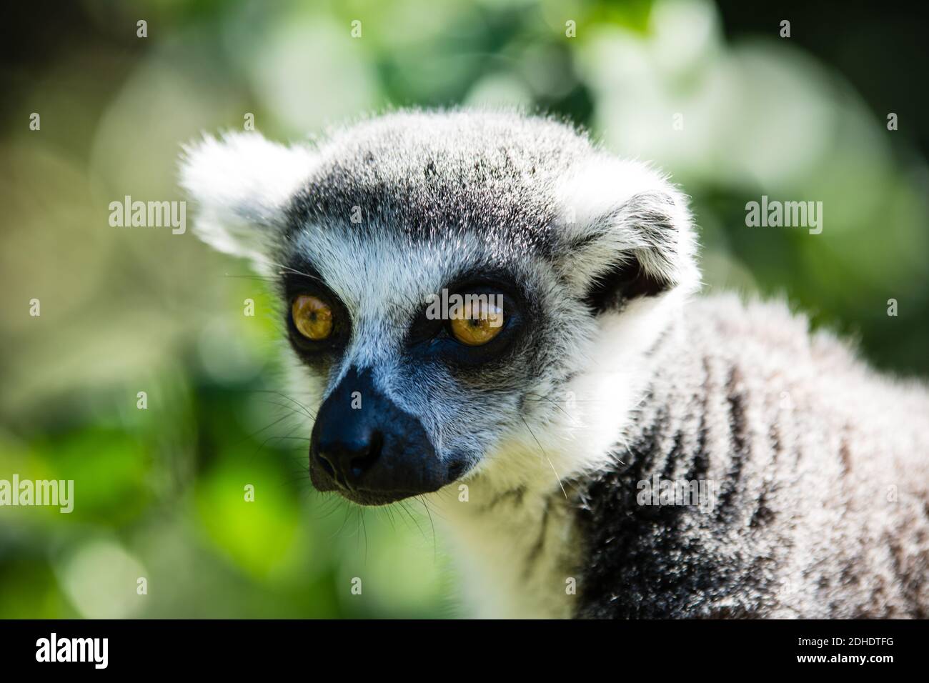 Ring tailed lemur Stock Photo Alamy
