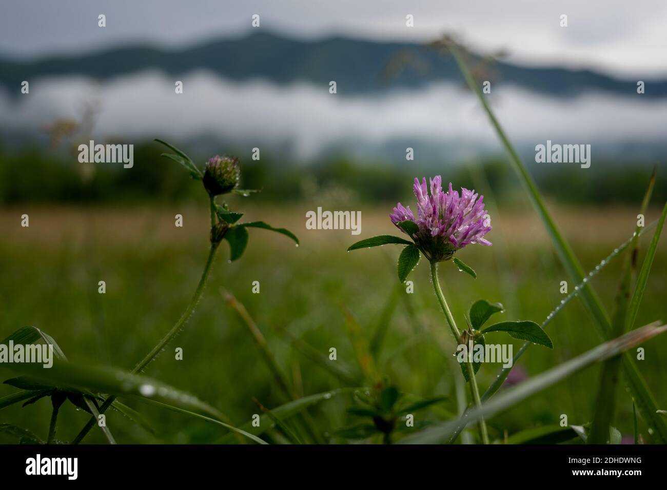Purple Flower Blooms In The Rain in Cades Cove valley in the Smokies