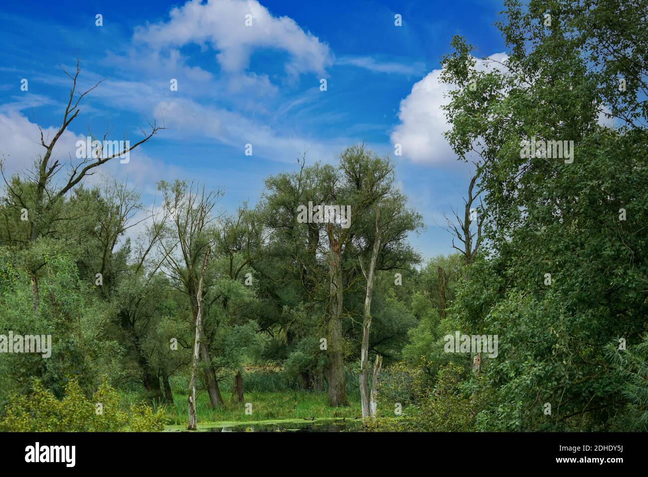 A beautiful shot of a thick forest under the cloudy sky Stock Photo - Alamy